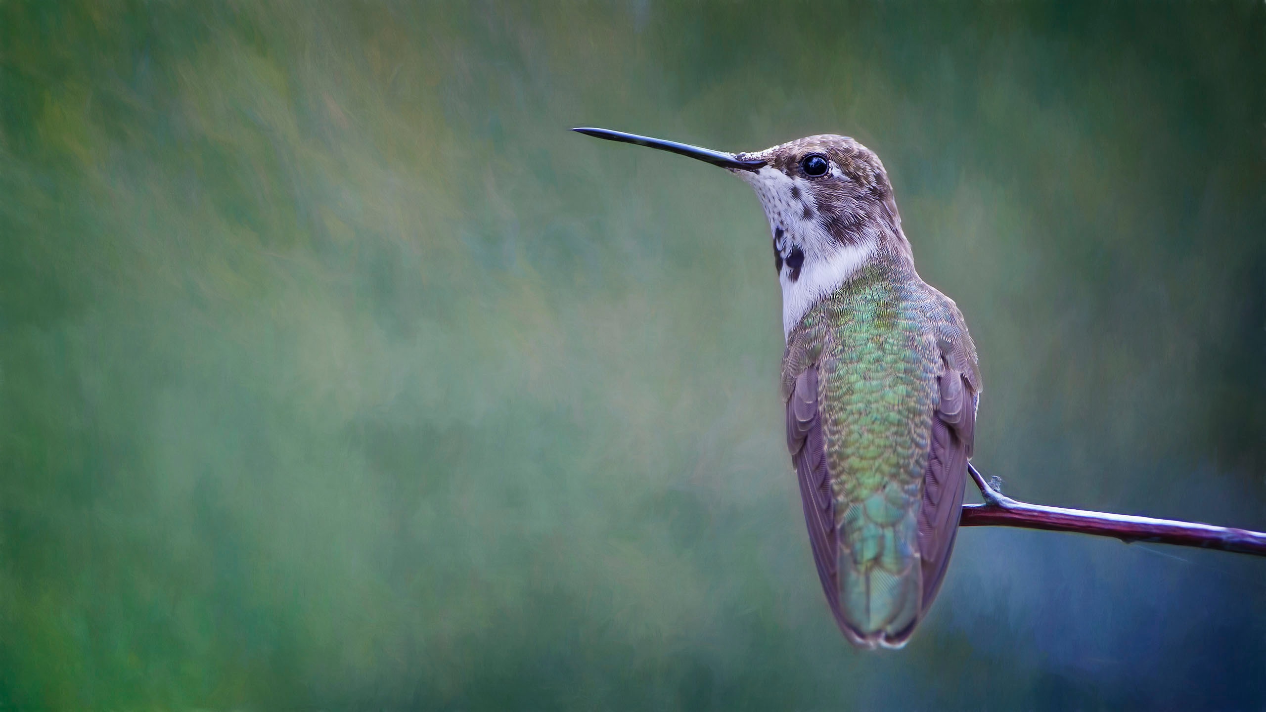 Guardian Glass introduces Guardian Bird1st™ Etch glass | Guardian